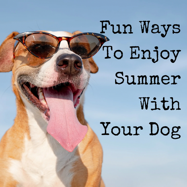 Fun Ways To Enjoy Summer With Your Dog