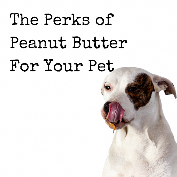 The Perks of Peanut Butter For Your Pet