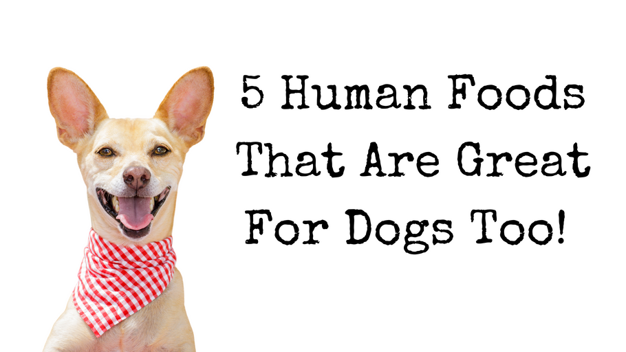 5 Human Foods That Are Great For Dogs Too!