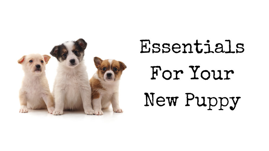 Essentials For Your New Puppy