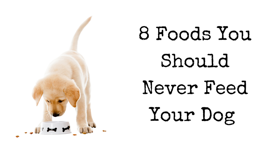 8 Foods To Never Feed Your Dog