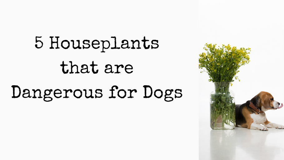 5 Houseplants that are Dangerous for Dogs