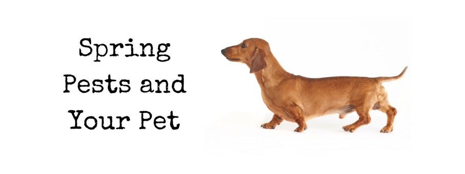 Spring Pests and Your Pet