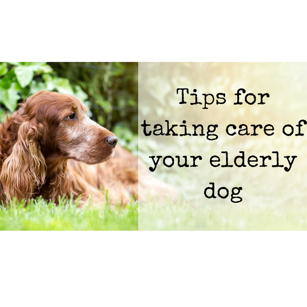 Tips for Taking Care of Your Elderly Dog